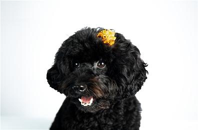 高能电玩节：《圣战群英传：解放》实机预告